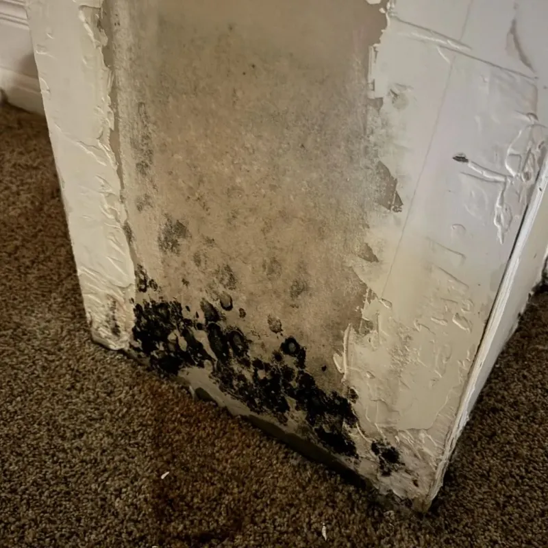 Professional Mold Removal in Leoti, KS